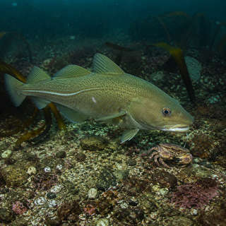 Atlantic Cod