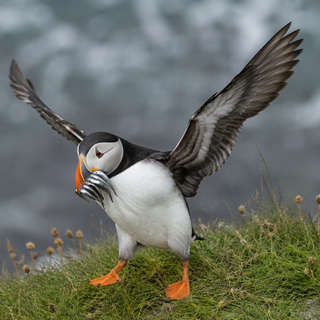 Atlantic Puffin