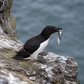 Auk