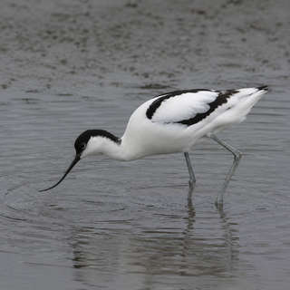 Avocet