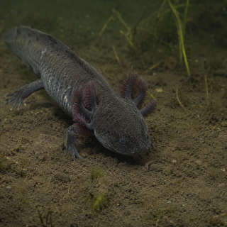 Axolotl