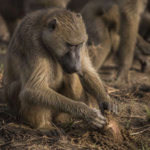 Baboon