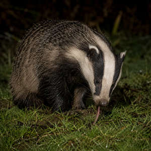 Badger
