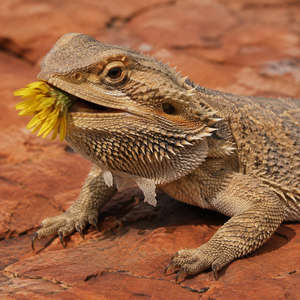 Bearded Dragon