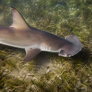 Bonnethead Shark