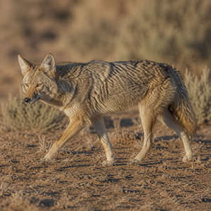 Coyote