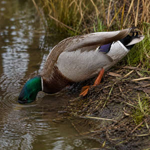 Duck
