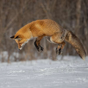 Fox