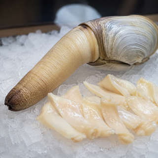 Geoduck