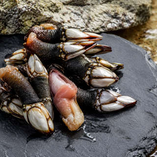 Gooseneck Barnacles