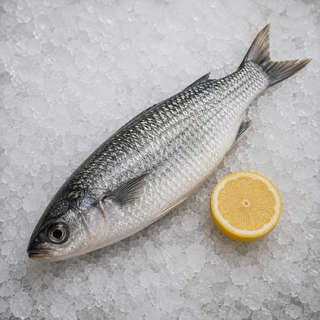 Grey Mullet