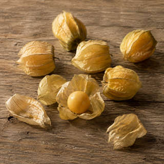 Ground Cherry