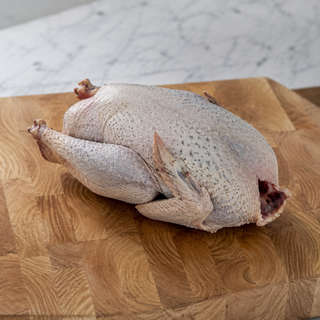 Guinea Fowl