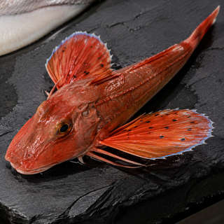 Gurnard