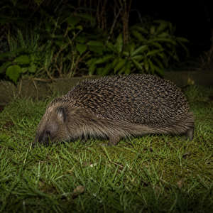 Hedgehog