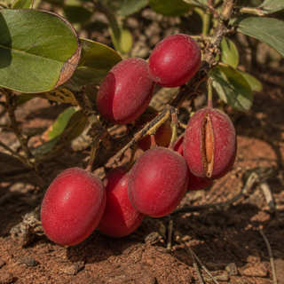 Icacina