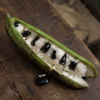Ice Cream Bean