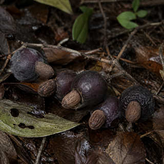 Illawarra Plum