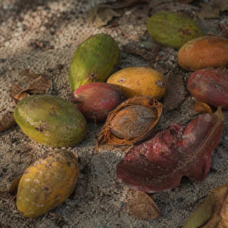 Indian Almond