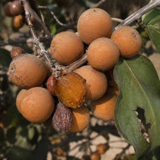 Indian Cherry