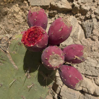Indian Fig