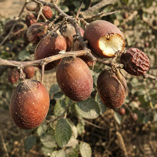Indian Jujube