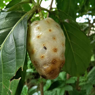 Indian Mulberry