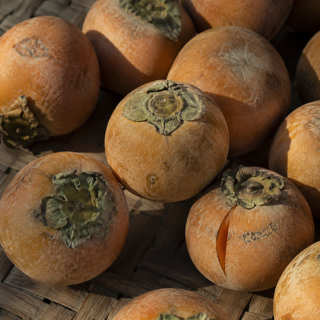 Indian Persimmon