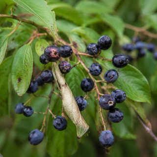 Indian Plum