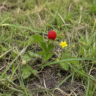Indian Strawberry