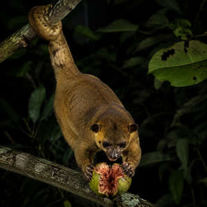 Kinkajou