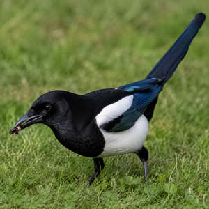 Magpie