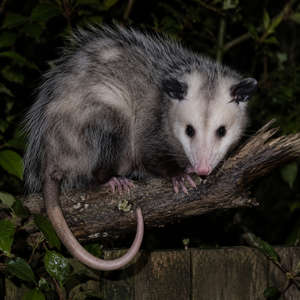 Opossum