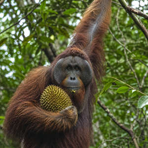 Orangutan