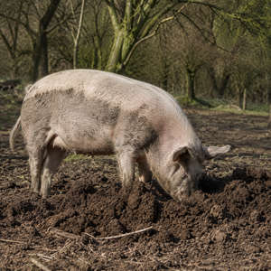 Pig