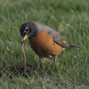 Robin