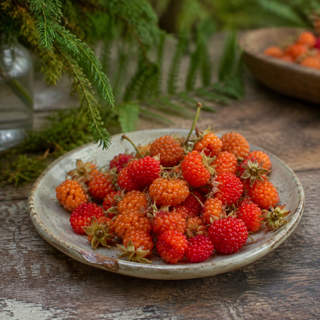 Salmonberry