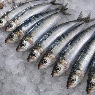 Sardines