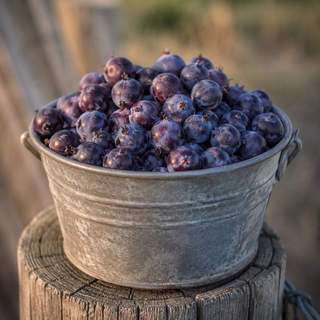 Saskatoon Berry