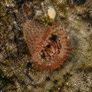 Sea Anemone