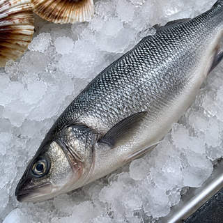 Sea Bass