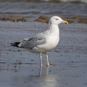 Seagull