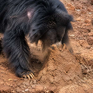 Sloth Bear