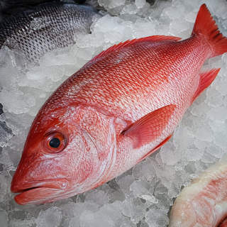 Snapper