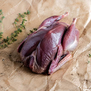 Squab