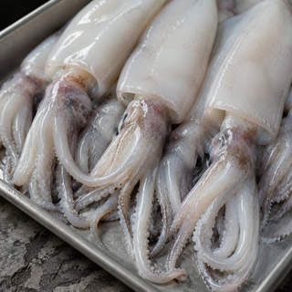 Squid