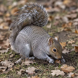 Squirrel