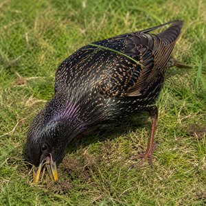 Starling