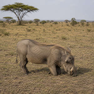 Warthog