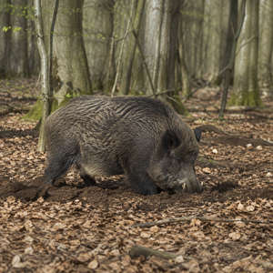 Wild Boar